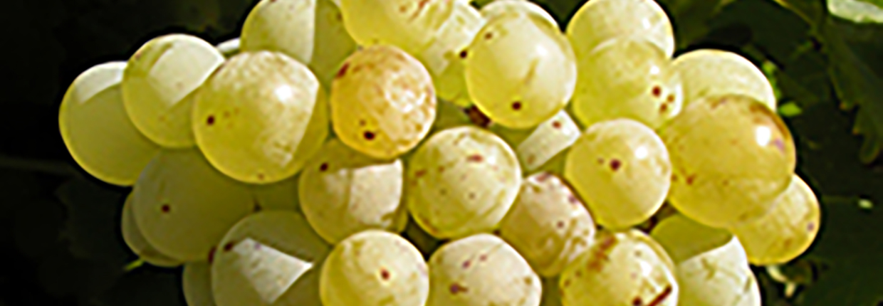 Grenache Blanc
