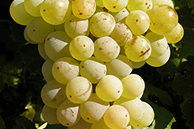 Grenache Blanc