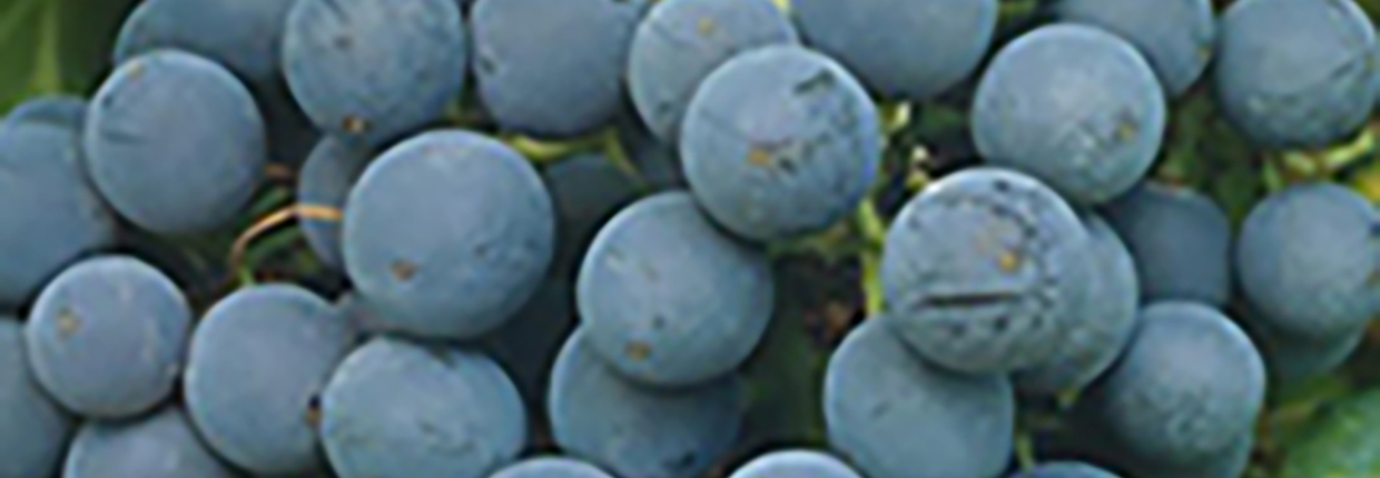 Grenache