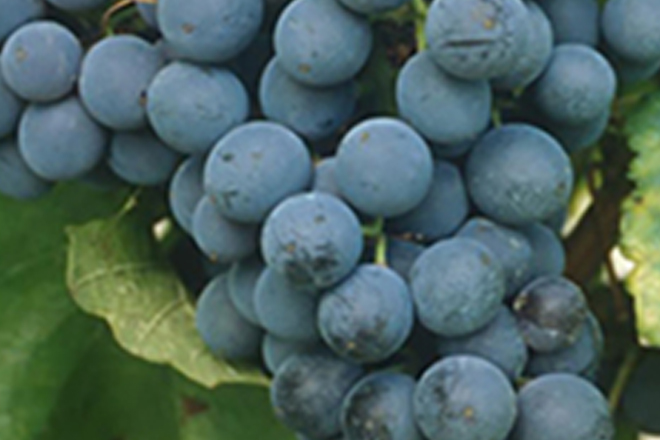 Grenache