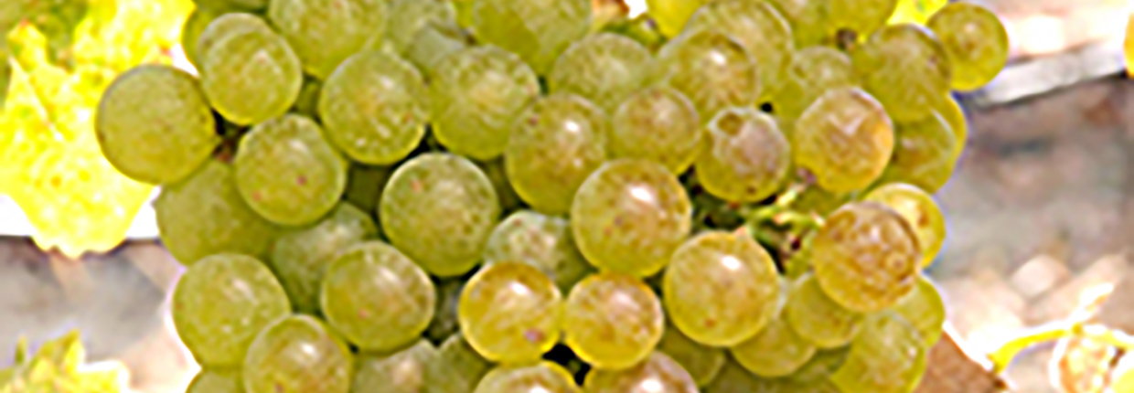 Marsanne