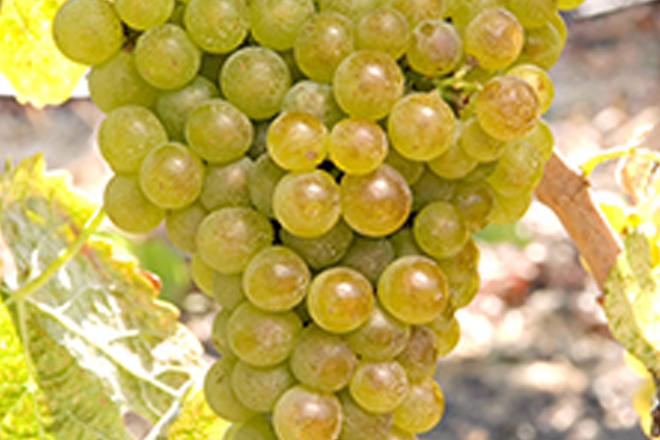 Marsanne
