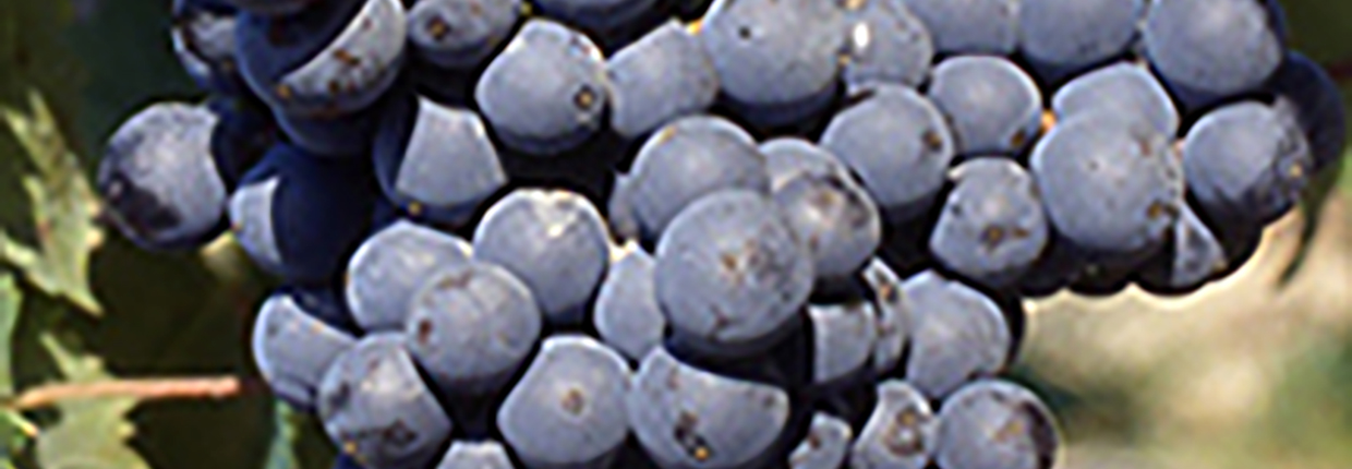 Mourvedre