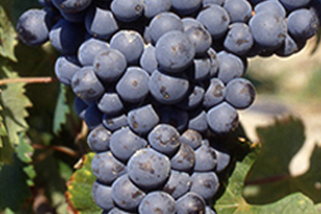 Mourvedre