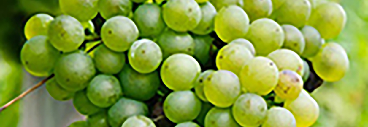 Picpoul