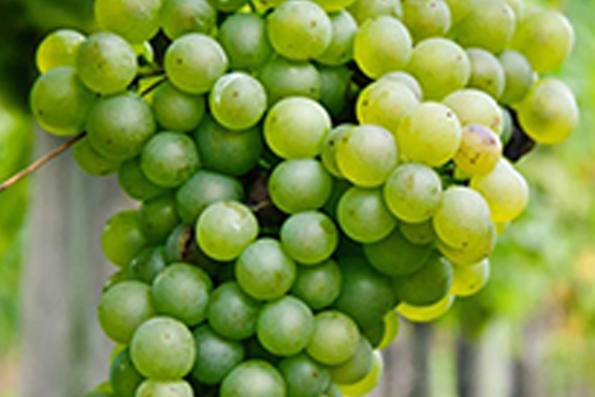 Picpoul