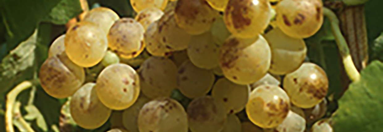 Roussanne