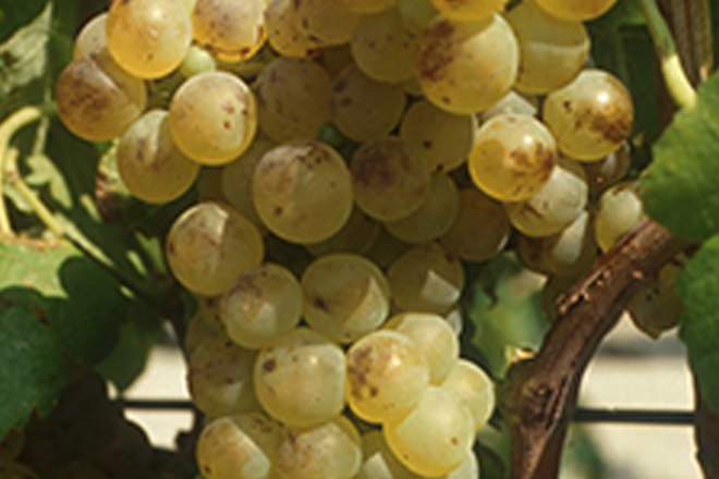 Roussanne