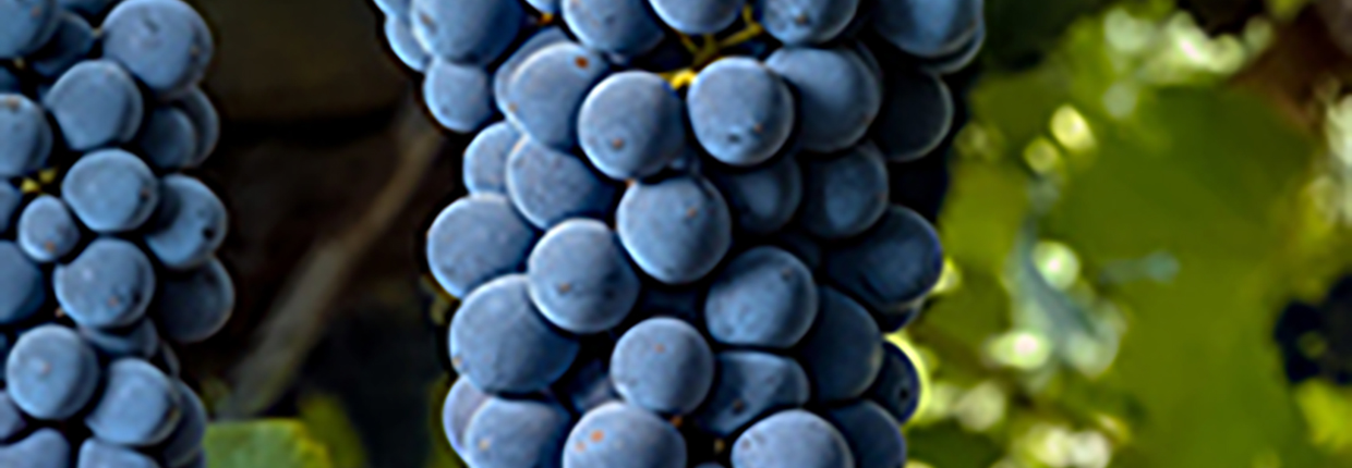 Syrah