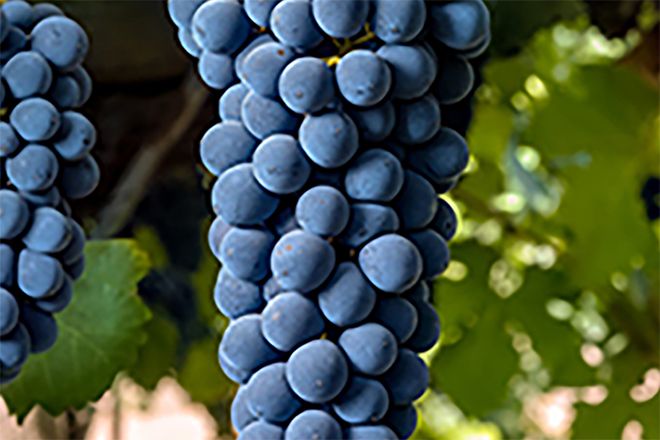 Syrah