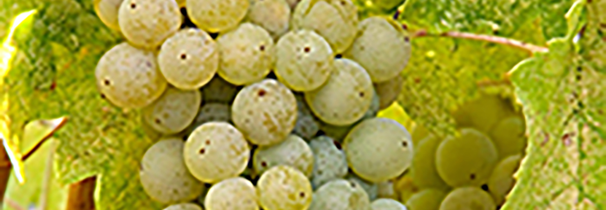 Viognier