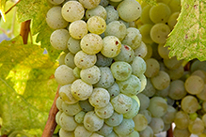 Viognier